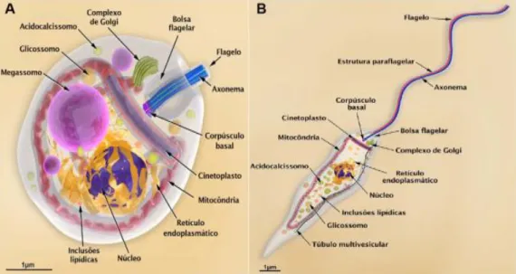 Figura 4. Representação tridimensional das formas adaptativas de L. (L.) amazonensis mostrando as principais  organelas celulares