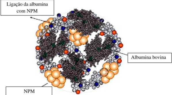 Figura 1. Desenho ilustrativo dos polímeros de albumina magnéticos (Simioni et al., 2006) Albumina bovina Ligação da albumina 