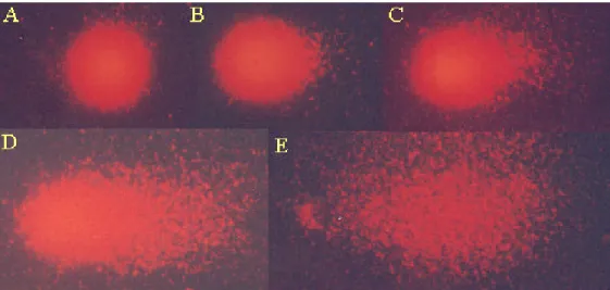 Figura 3. Análise em microscopia de fluorescência de núcleos de células HSG classificados em  padrões preestabelecidos: (A) Classe 0; (B) Classe 1; (C) Classe 2; (D) Classe 3; (E) Classe 4
