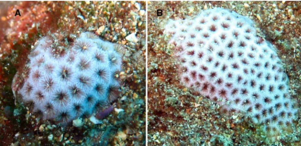 Fig. 8. Two live specimens of Siderastrea radians (A, B) near Porpoise Rock, 5 – 10 m depth (photos P.W.).