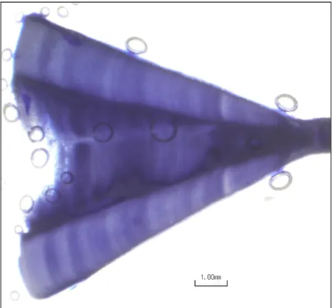 Figure 3. Example of a microphotograph of a vertebral section of shortfin mako (Isurus oxyrinchus) from a  female specimen with 167 cm fork length, stained with crystal violet