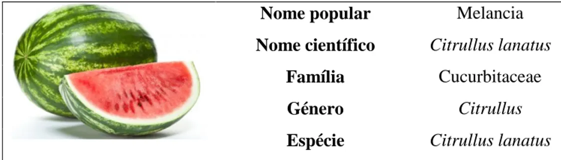 Tabela 1. Classificação científica da melancia (adaptado de Almeida, 2003 [13]). 