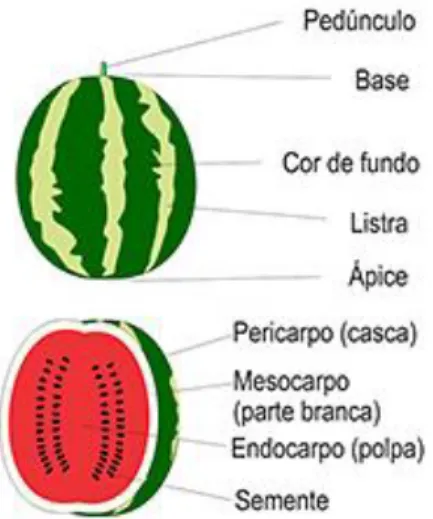 Figura 3. Morfologia da melancia (retirado de: 