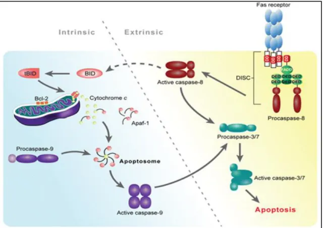 Figura 02: Vias intrínseca e extrínseca da apoptose e sua interconexão (Best SM, 2008)