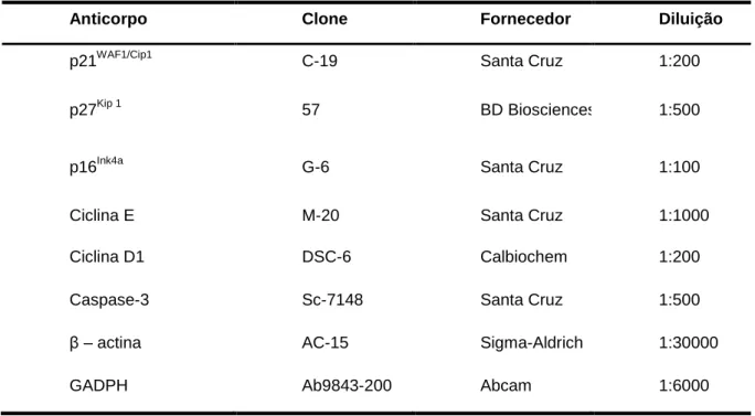 Tabela 02 Lista de anticorpos primários utilizados no estudo . 