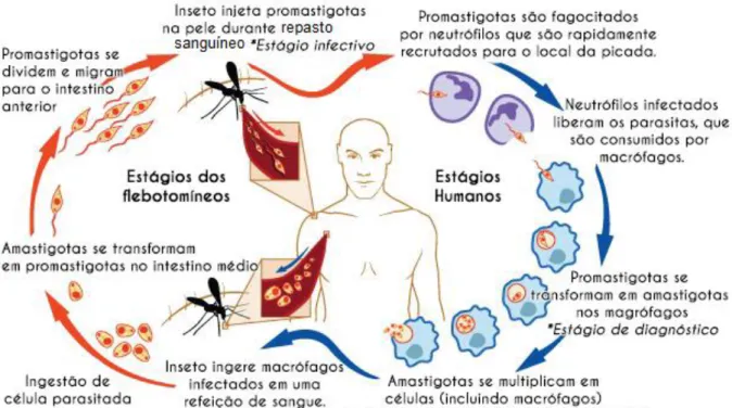 Figura 3: Leishmania e seus estágios no organismo humano  Adaptada de: National Institute of Allergy and Infectious Diseases 4