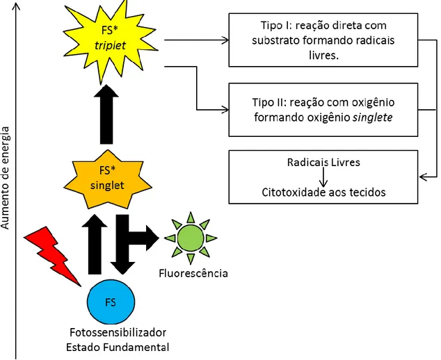 Figura 6: Desenho do funcionamento da reação fotoquímica presente na TFD, onde está  descrita a produção de radicais livres após a excitação do FS com irradiação a laser