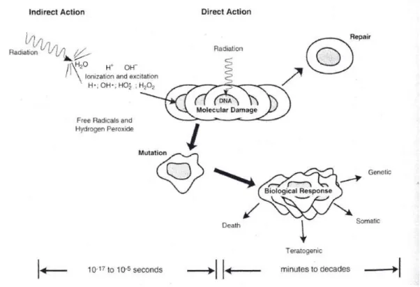 Figura 4: Respostas físicas e biológicas à radiação ionizante (8). 