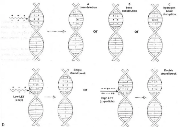 Figura  6:  Vários  exemplos  de  mutações  de  DNA.  A:  Delecção  da  base.  B:  Substituição  da  base