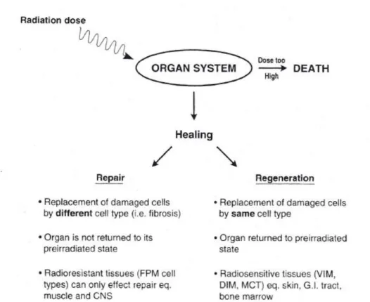 Figura 10: Diagrama esquemático da resposta do sistema orgânico à radiação (8). 