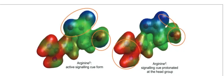 FIGURE 7  |  Active (Arginine D , left) and protonated (Arginine Z , right) conformers of L-arginine with their molecular electrostatic potential mapped onto an iso-electron  density surface