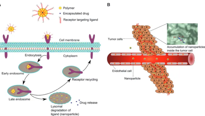Figure 3 Schematic representation of active (A) and passive (B) targeting. (A) In the active targeting method, the nanoparticles conjugated  with specific moieties such as antibodies, peptides, or other small molecules targeting various cell surface recept