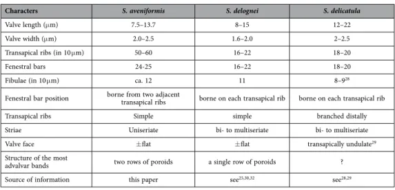 Table 1.  Comparison of S. aveniformis with S. delognei and S. delicatula morphological characteristics.