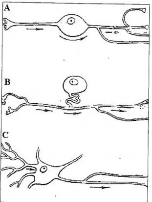 Fig. 2.2 Alguns tipos de Neurónios: A-bipolar, B-unipolar, C-muItipolar. 