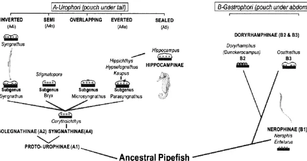 Figura  1.  Evolução  hipotética  da  bolsa  incubadora  nos  singnatídeos  (Herald,  1959),  demonstrando as radiações independente de Urophori e Gastrophori e a diversificação dos tipos  de bolsa