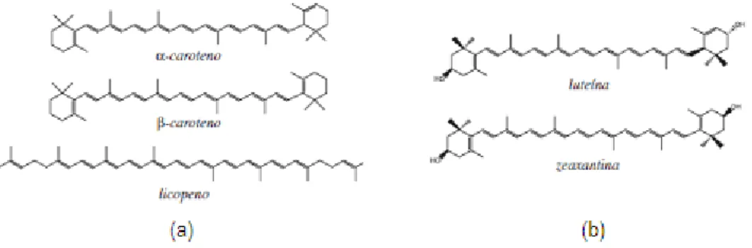 Figura 4. Estruturas representativas de carotenóides: (a) carotenos; (b) xantofilas.  