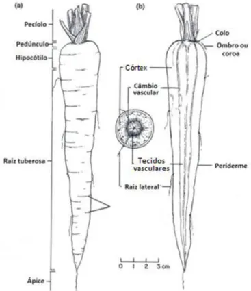 Figura 5. Estrutura morfológica da cenoura: (a) exterior; (b) interior.  