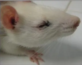 Figura 1: Rata apresentando cromodacriorréia no olho direito, verificado no 19° dia de gestação na  dose de 500 mg/kg