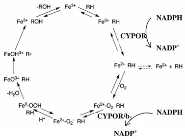 Figura  2  –  Ciclo  catalítico  dos  citocromos  P450 .  (CYPOR:  NADPH  oxidoreductase  dos NADPH NADP+CYPOR NADPH NADP+CYPOR/b5