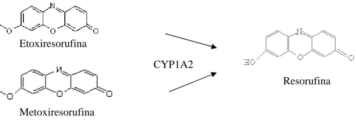 Figura  9  – ο -desalquilação  da  metoxiresorufina  e  etoxiresorufina  mediada  por  CYP1A2 e respectivo produto.