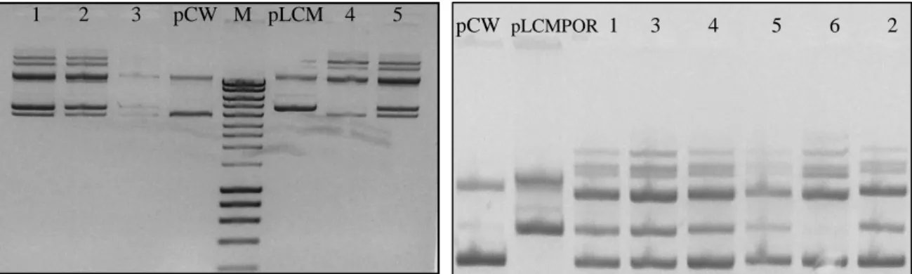 Figura  11  –  Electroforese  de  DNA  plasmídico  dos  transformantes  obtidos  por  electroporação da estirpe BTC1A2-POR null  (à esquerda) e BTC1A2-POR wt  (à direita)