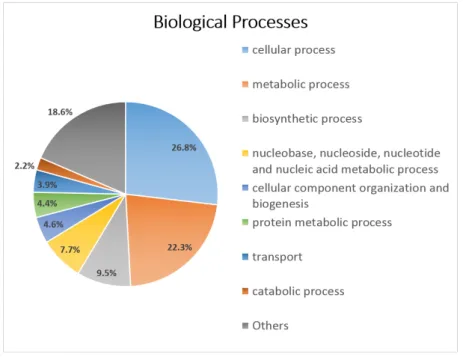 Figure 4. Subcategories of GOs identified by CateGOrizer within the Biological Processes over the  whole set of predicted genes