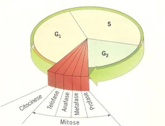 Figura 3.1 -Representação esquemática do ciclo celuar. A interfase é um periodo relativamente longo quando  comparado com a fase mitótica, podendo demorar horas, semanas, anos ou mesmo perpetuar-se até à morte 