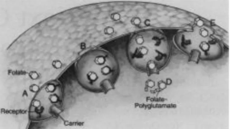 Figura 4.3 - Representação do uptake celular de FA, mediado por potocitose. As caveolae tem no seu  interio recetores aos quais o FA se vai ligar quando o compartimento está aberto