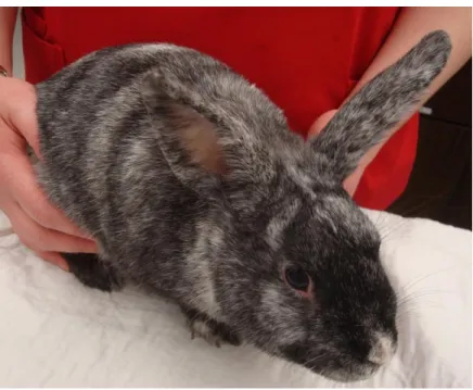 Figure 3 – Upright eared rabbit. 