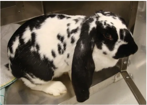 Figure 4 – Lop-eared rabbit.  