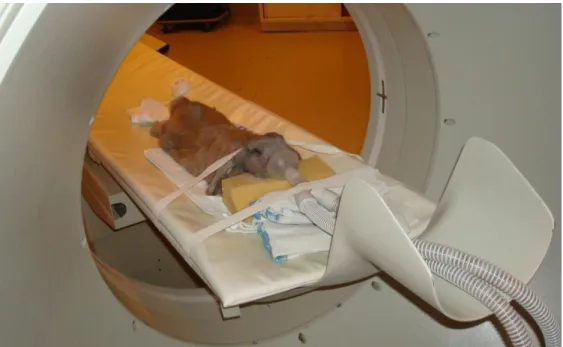 Figure 11 – General anesthesia for head CT in a rabbit positioned in ventral  recumbence