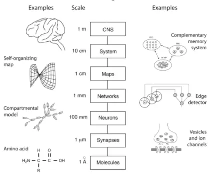 Figure 2.1: Multiscale levels of investigation for studying the brain. Adapted from [21]