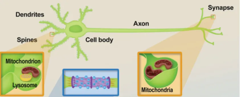 Figure 2.2: Neurons are polarized cells with three main compartments: dendrites, cell body (or soma), and axon