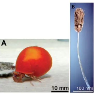 Figura  1.1-  Imagens  de  esponjas  das  classes  Demospongiae  e  Hexactinellida,respetivamente