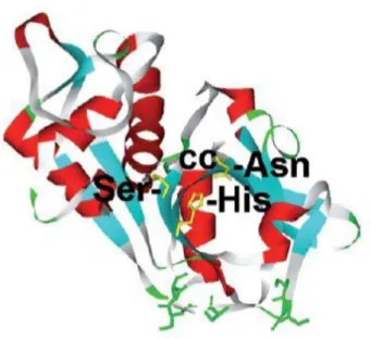 Figura  1.2-  Modelo  da  estrutura  3-D  da  silicateína-α,  onde  cc  representa  o  centro  ativo  da  enzima  que  compreendem  os  aminoácidos Ser (Ser), Histidina (His) e Aspargina (Asn)