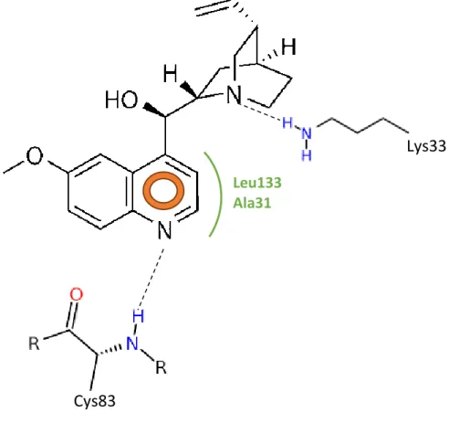 Figura  III-4.  Representação  ilustrativa  das  interações  hipotéticas  esperadas  entre  o  quinino e o sítio de ligação do ATP no complexo CDK5-p25