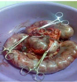 Figura  1  –  Útero de cadela após extracção  cirúrgica por motivo de piómetra.  