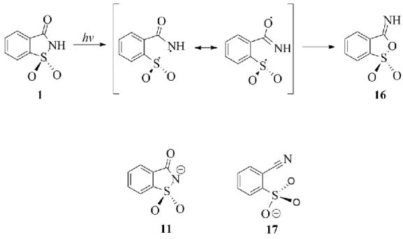 Figura  1.12  –  Representação  esquemática  da  foto  isomerização  induzida  pela  radiação UV na sacarina (1) a λ = 290nm e das estruturas do anião sacarinato (11),  da iso-sacarina (16) e da correspondente base conjugada (17)