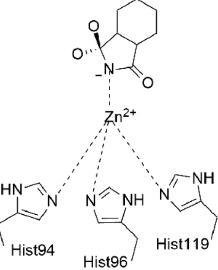 Figura  1.15  –  Representação  esquemática  da  coordenação  entre  o  azoto  da  sacarina  e  o  catião  Zn(II) presente  no  centro  ativo  da  anidrase  carbónica  IX