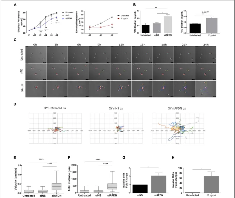 FIGURE 5 | Afadin downregulation alters the TJ barrier function and increases cell motility and invasion