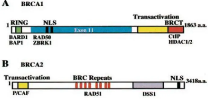 Figura 2. Esquema da estrutura dos genes BRCA1 e BRCA2 (20) 