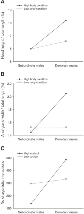 Fig. 1. Moderation by body condition on the effect of social dominance on the expression of secondary sexual characters, namely on: A) relative size of head crest and B) relative size of anal gland