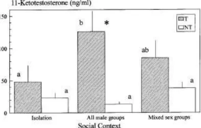 FIG. 4.  Differences in 17,20 α -P concentrations in the urine (mean /  SE) between territorial (T) and non-territorial ﬁsh (NT) (F  -  10.24, p  <  0.01), along the three phases of the experiment (F  -  6.96, p