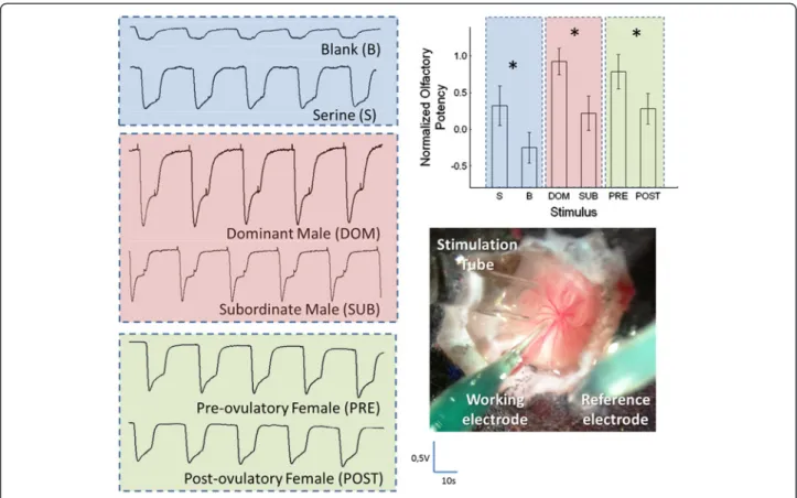 Figure 1 Olfactory responses of male tilapia to different stimuli. On the left hand-side, typical electro-olfactograms (EOGs) recorded in response to different stimuli: in blue – controls for normalization – serine (S) and blank (B); in pink – male urine (