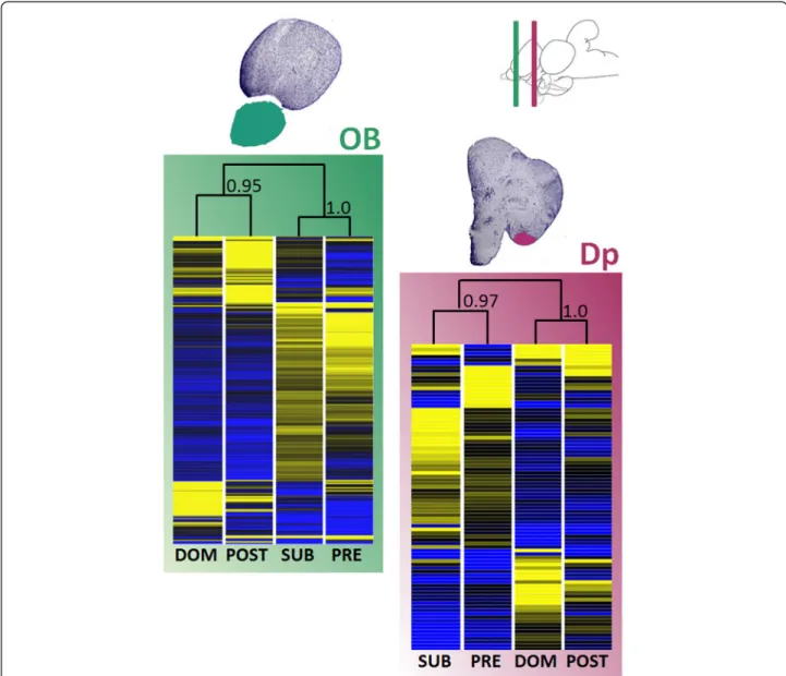 Figure 2 Unsupervised hierarchical clustering of differentially expressed genes (p < 0.01) for all four olfactory stimuli and both brain areas sampled (OB and Dp)
