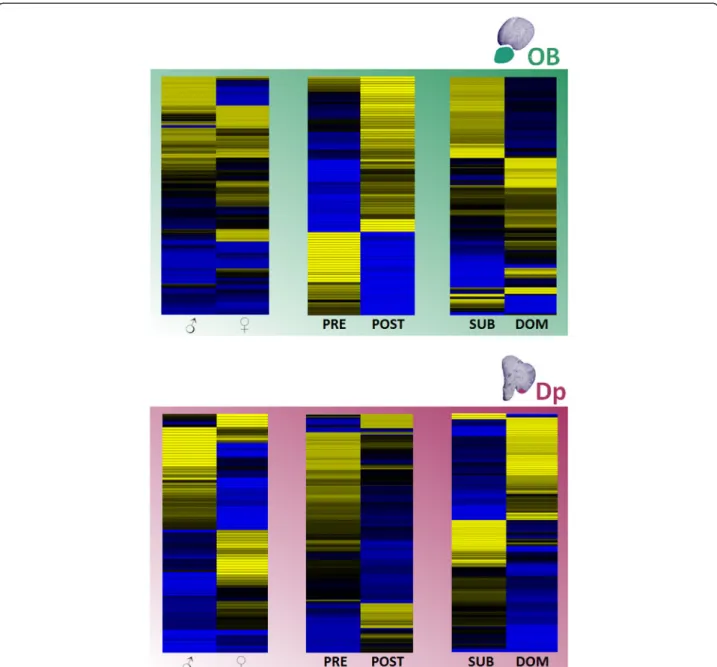 Figure 4 Hierarchical clustering of significantly different expressed genes ( P < 0.01) for the comparison of three pairs of olfactory cues in both brain areas sampled (OB and Dp)