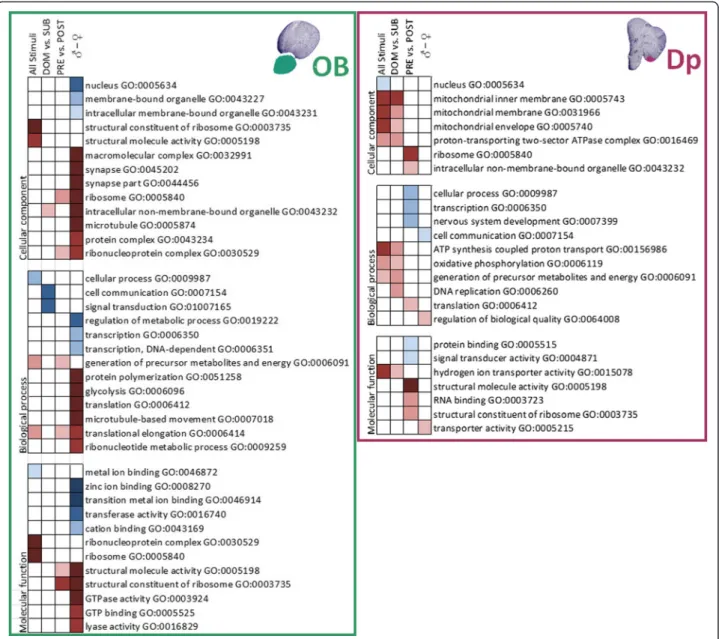 Figure 5 Gene Ontology (GO) analysis summary for each one of the four olfactory comparisons made for both brain areas