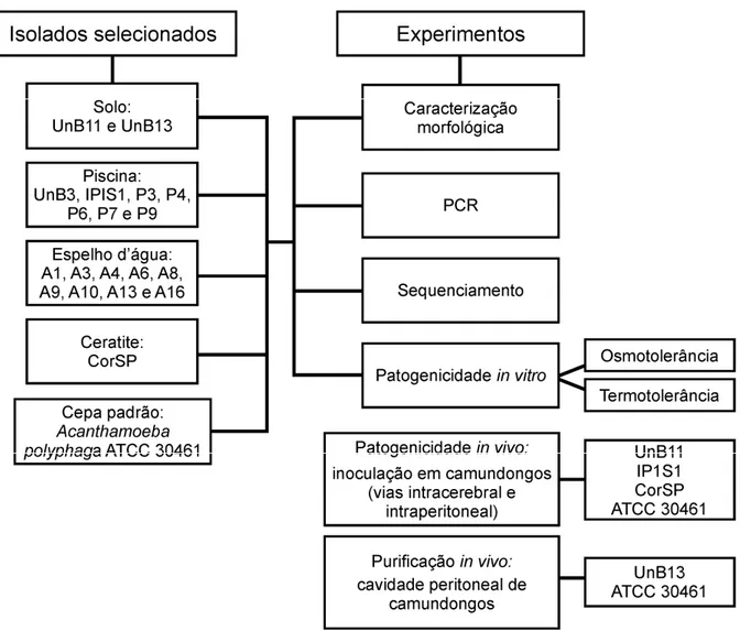 Figura 2 – Organograma dos experimentos realizados com os isolados selecionados  para a avaliação do potencial patogênico