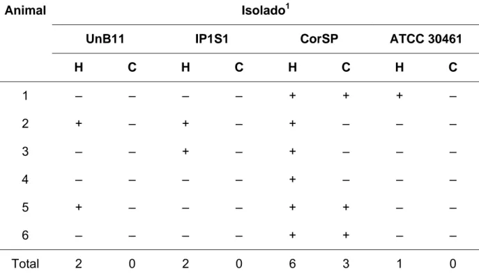 Tabela 3 – Isolados inoculados pela via intracerebral e recuperados por  histopatologia e cultura nos animais inoculados