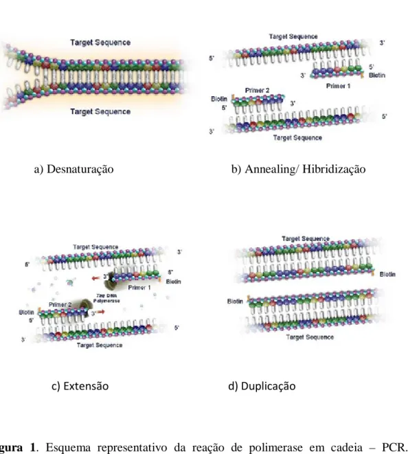 Figura 1.  Esquema representativo da reação de polimerase em cadeia –  PCR. a)  Desnaturação